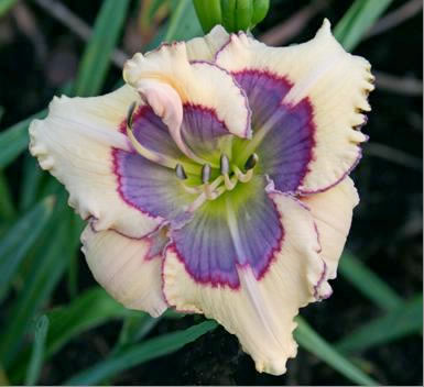 daylily photo